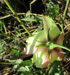 Pavonia senegalensis image