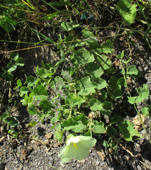 Pavonia senegalensis image