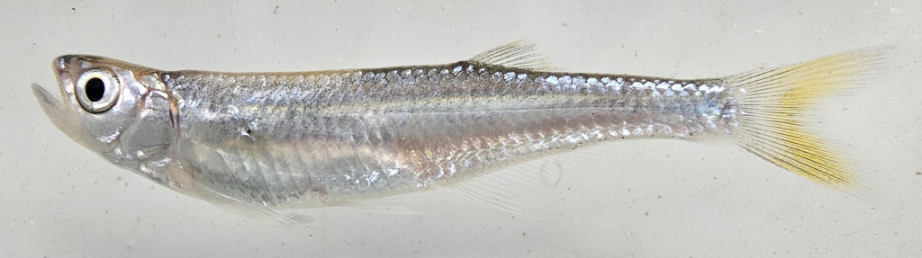 Congo river sardine (Chelaethiops congicus) — Cyprinidae