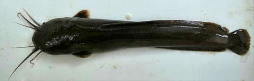 Clarias dumerilii