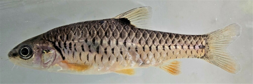 Enteromius roussellei