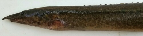 Longtail spiny eel (Mastacembelus frenatus) — Mastacembelidae — 3