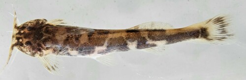 Sand catlet (Zaireichthys brevis) — Amphiliidae — 3
