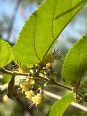 Guazuma ulmifolia image