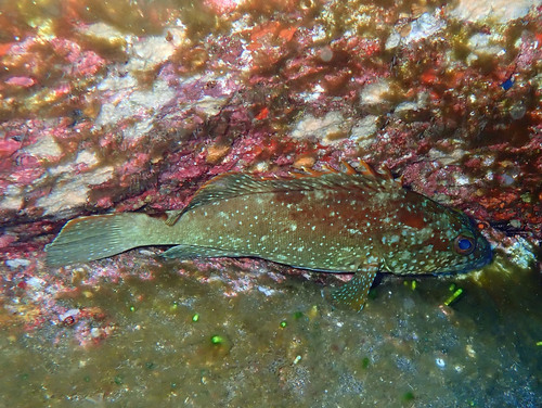 Clipperton grouper (Epinephelus clippertonensis) — Serranidae — 4