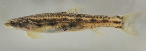 Stappers' shellear (Kneria stappersii) — Kneriidae — 5