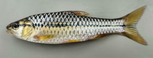 Zigzag barb