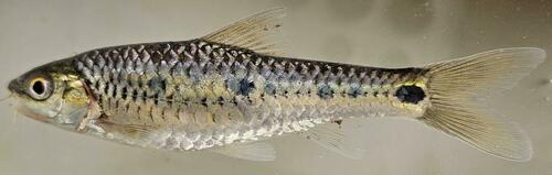 Line-spotted barb (Enteromius lineomaculatus) — Cyprinidae