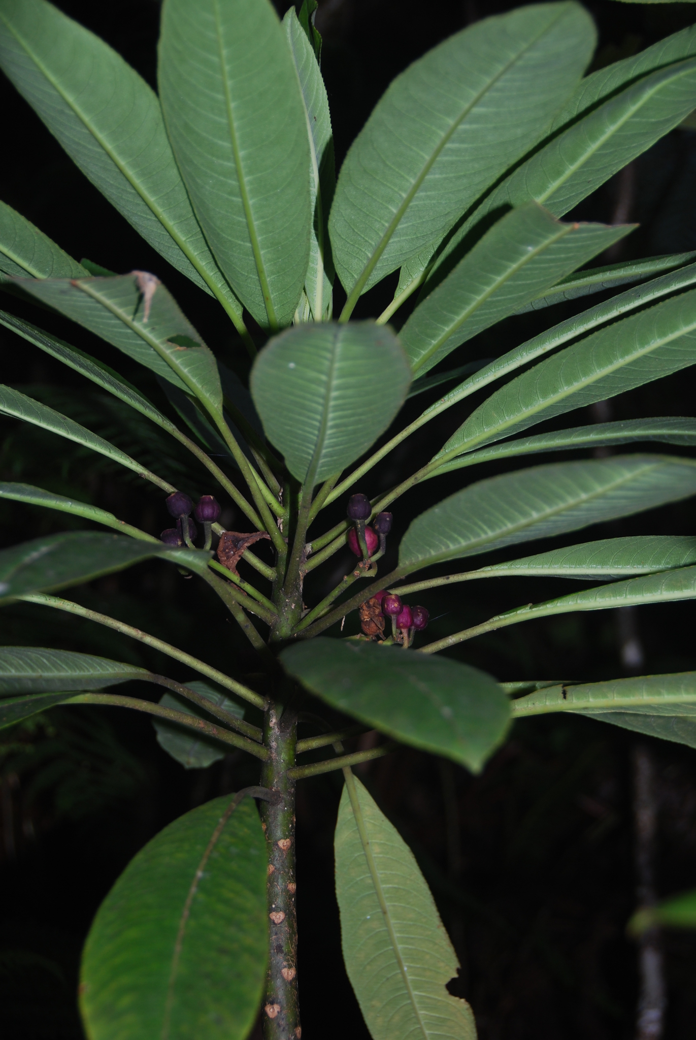 Cyanea rivularis
