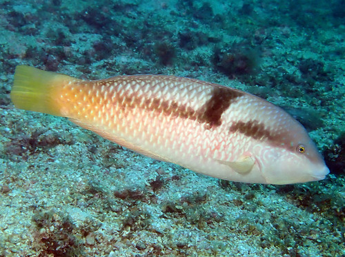 Spinster Wrasse