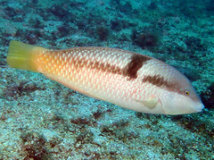 Spinster Wrasse photo 3