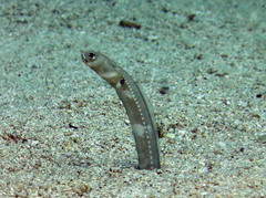 Cortez Garden Eel photo 1