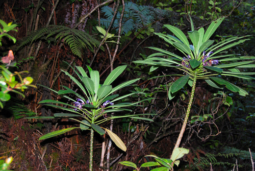 Cyanea rivularis observed 2012-11-08