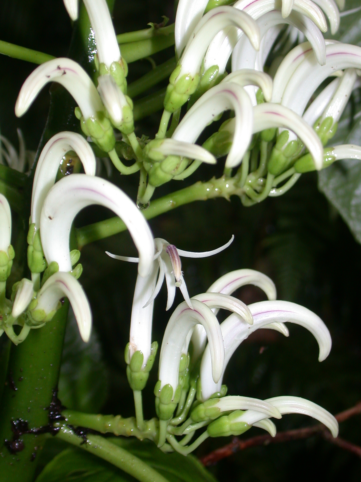 Cyanea scabra
