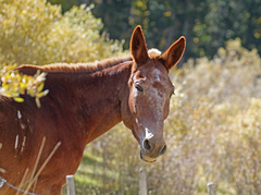 Equus asinus × caballus