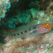 Redhead Goby - Photo (c) Sylvain Le Bris, some rights reserved (CC BY-NC), uploaded by Sylvain Le Bris