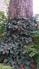 Hydrangea hydrangeoides