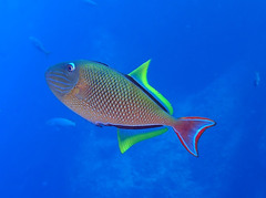 Redtail Triggerfish photo 1