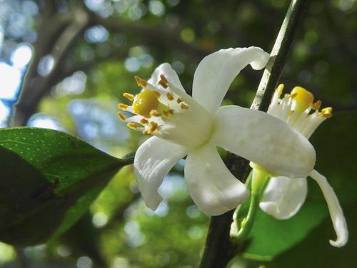 Calamondin Orange (Citrofortunella microcarpa)
