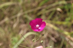 Callirhoe digitata