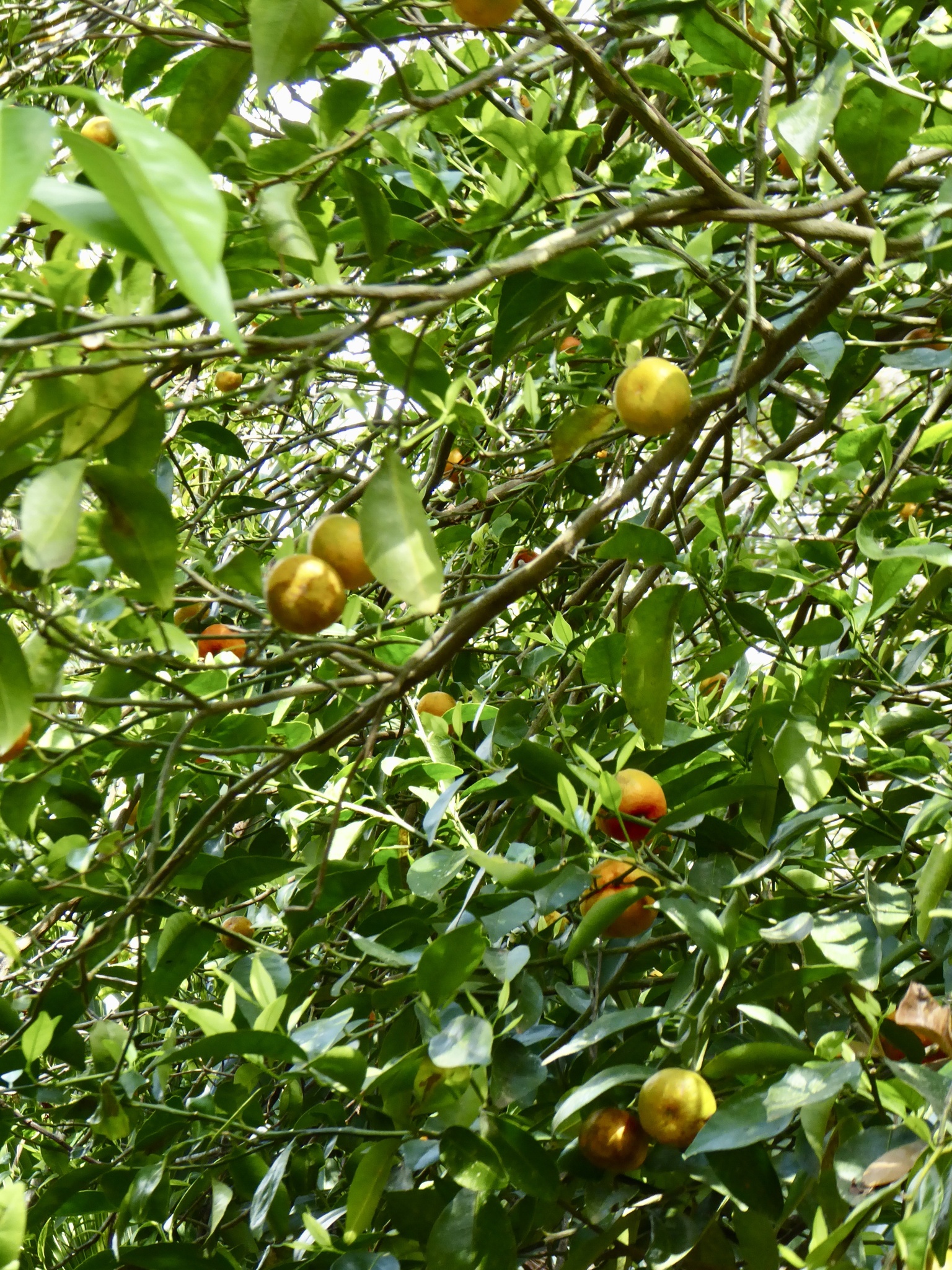 Imagem de Calamondin