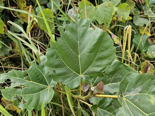 Haroni fig