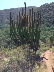 Trichocereus chiloensis