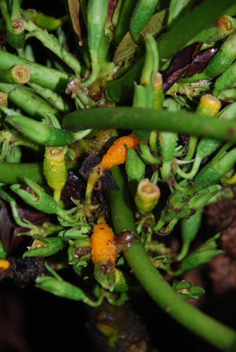 Cyanea solenocalyx