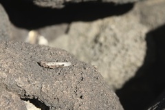 Schistocerca literosa