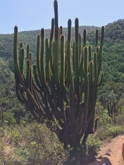 Trichocereus chiloensis
