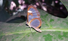 Ithomia