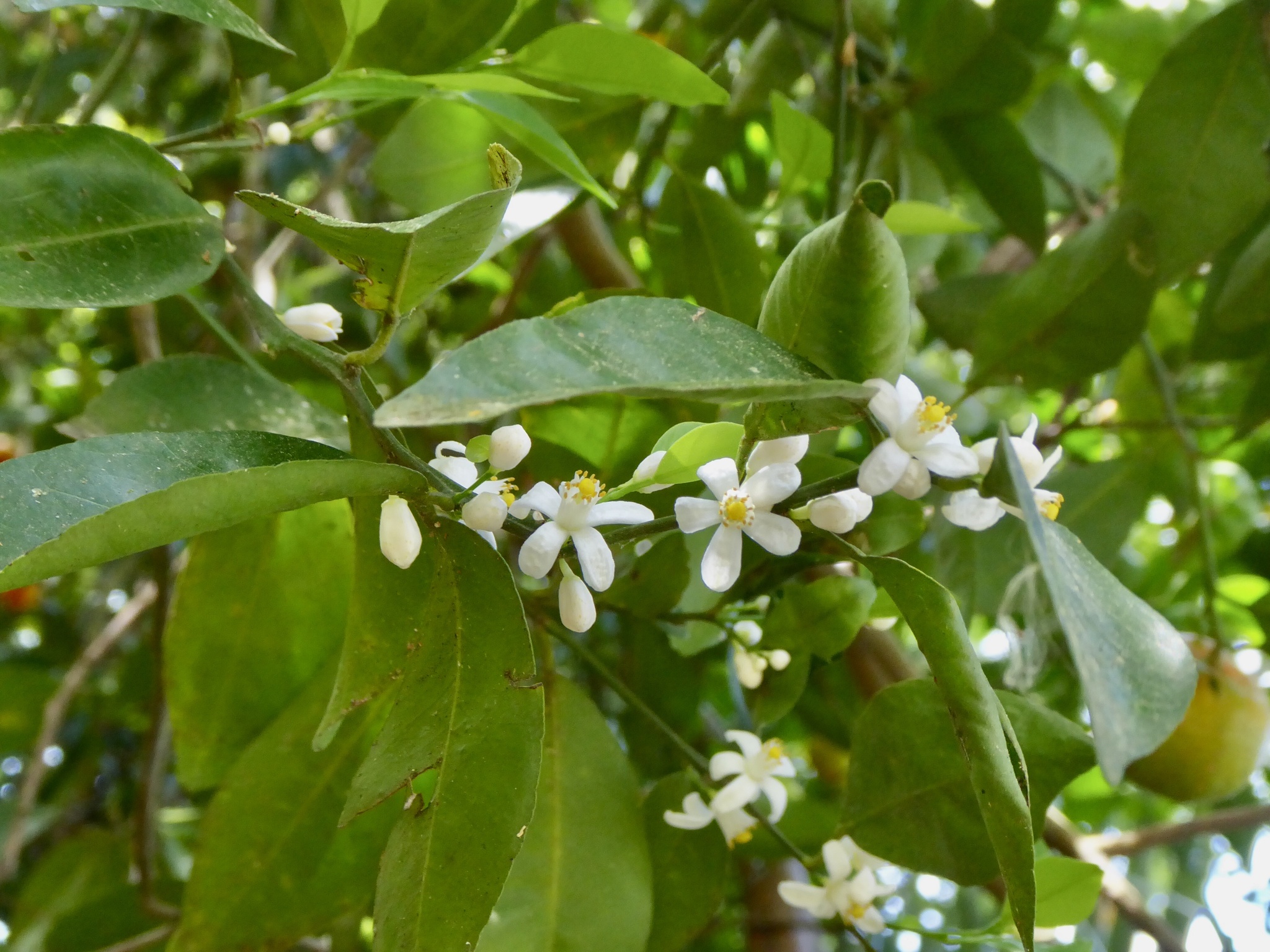 Imagem de Calamondin
