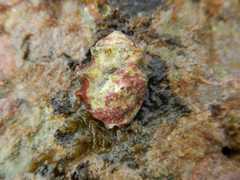 Acanthais triangularis