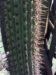 Trichocereus chiloensis