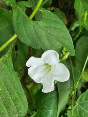 Asystasia albiflora image