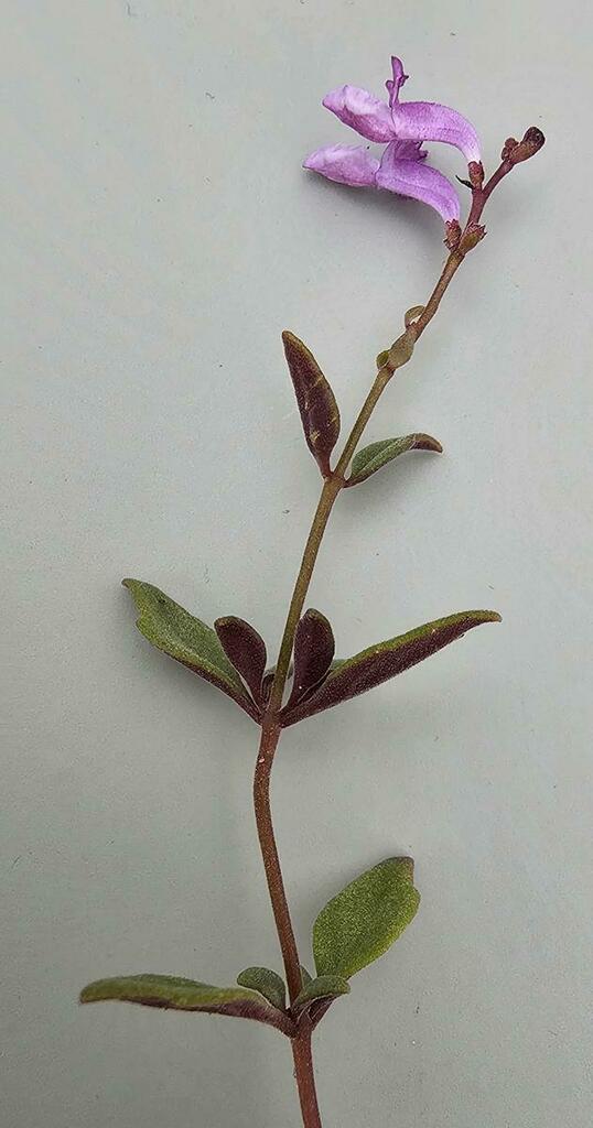 Katangan Rocksage