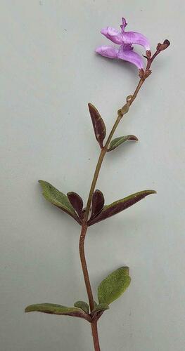 Katangan Rocksage (Aeollanthus saxatilis)
