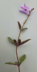 Aeollanthus saxatilis image