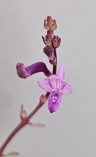 Aeollanthus saxatilis image