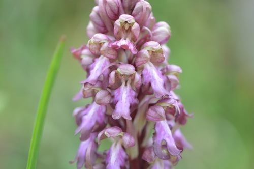Himantoglossum