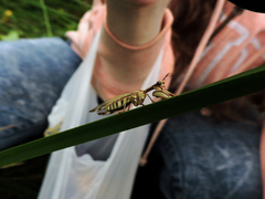 Paramantispa prolixa