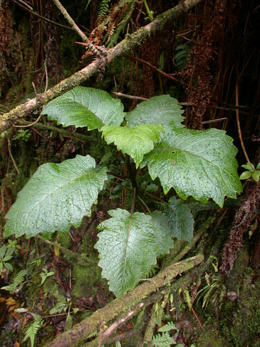 Cyanea solenocalyx observed 2003-09-16