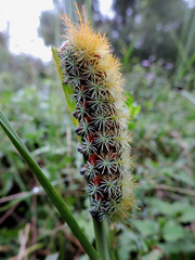 Pseudautomeris grammivora