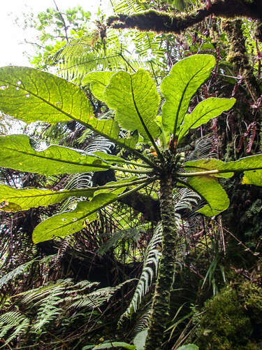 pua kala (Cyanea solenocalyx)