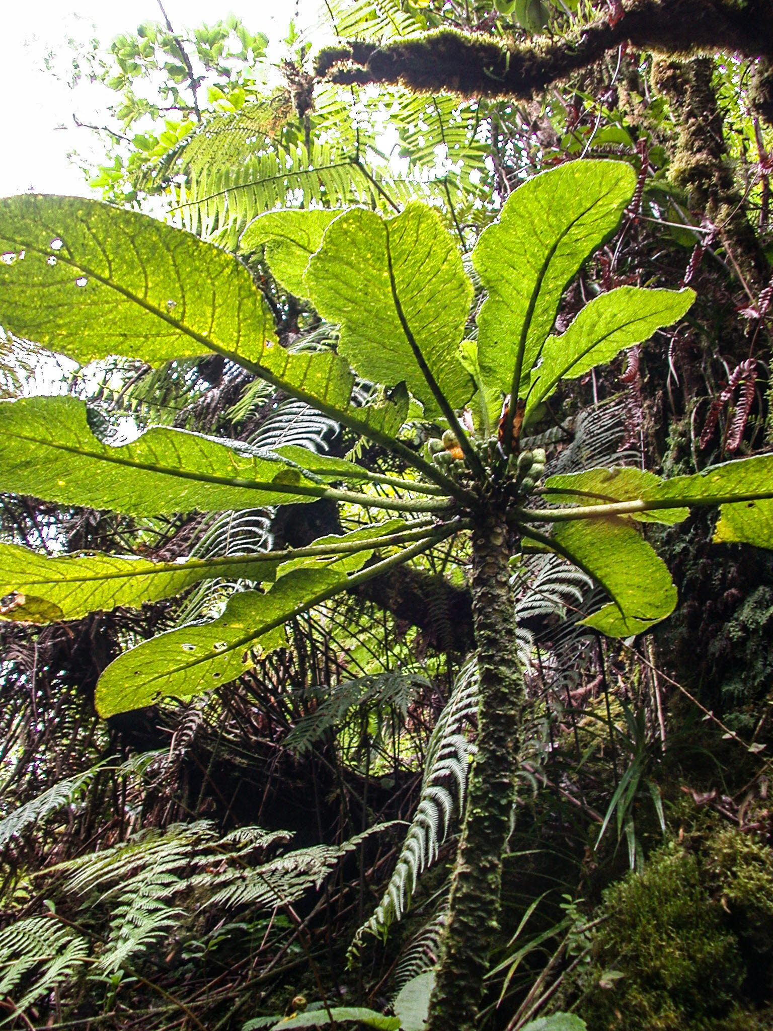 Cyanea solenocalyx