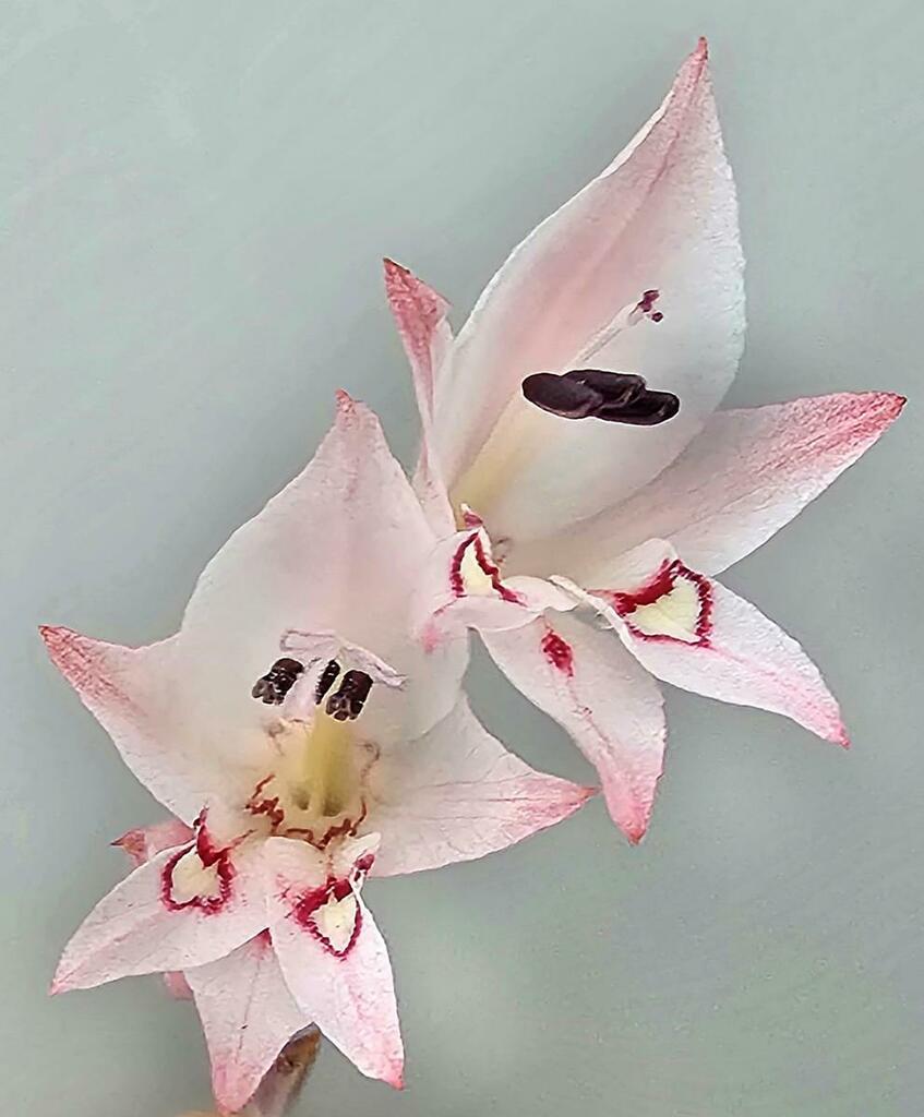 Gladiolus debeerstii