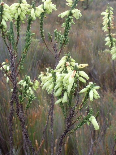 Image of Erica penduliflora by (c) Barbara le Roux, some rights reserved (CC BY-SA)
