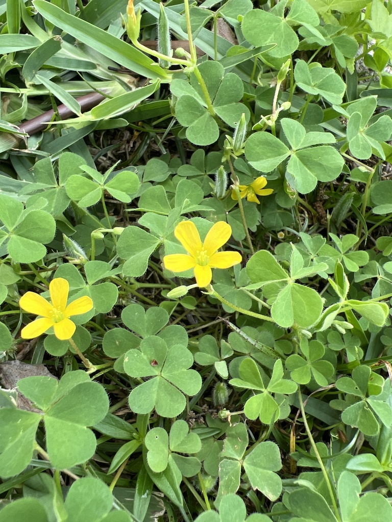 slender yellow woodsorrel from Wetherby Ln, Lutz, FL, US on March 05 ...
