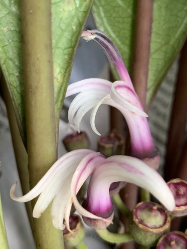 Cyanea coriacea, 2021-01-07