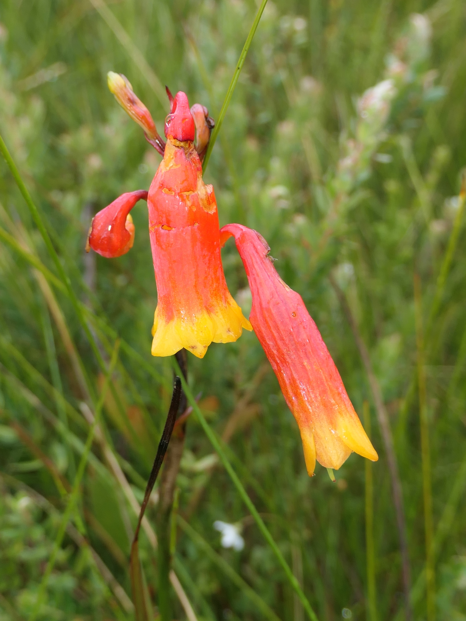 Blandfordia nobilis Sm.